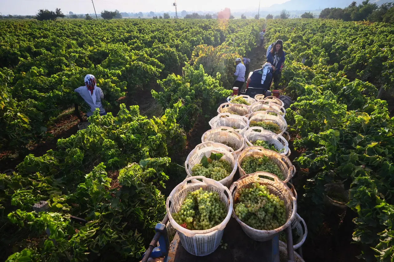 arapgirin meshur kohne uzumune don vurdu rekolte dibe vurdu Ce1DfMAG