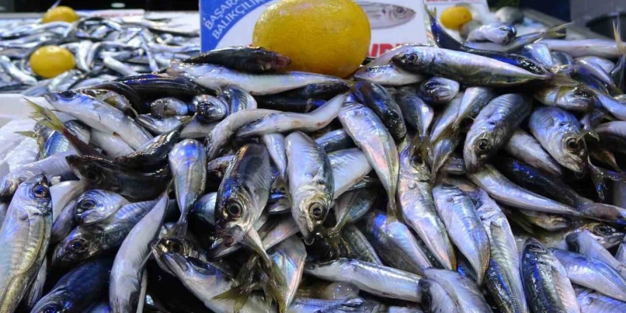 karadenizde bu yil palamut yok ama telasa gerek yok istavrit var cebinize uygun hamsiyi bekleyin WjlNgAfG