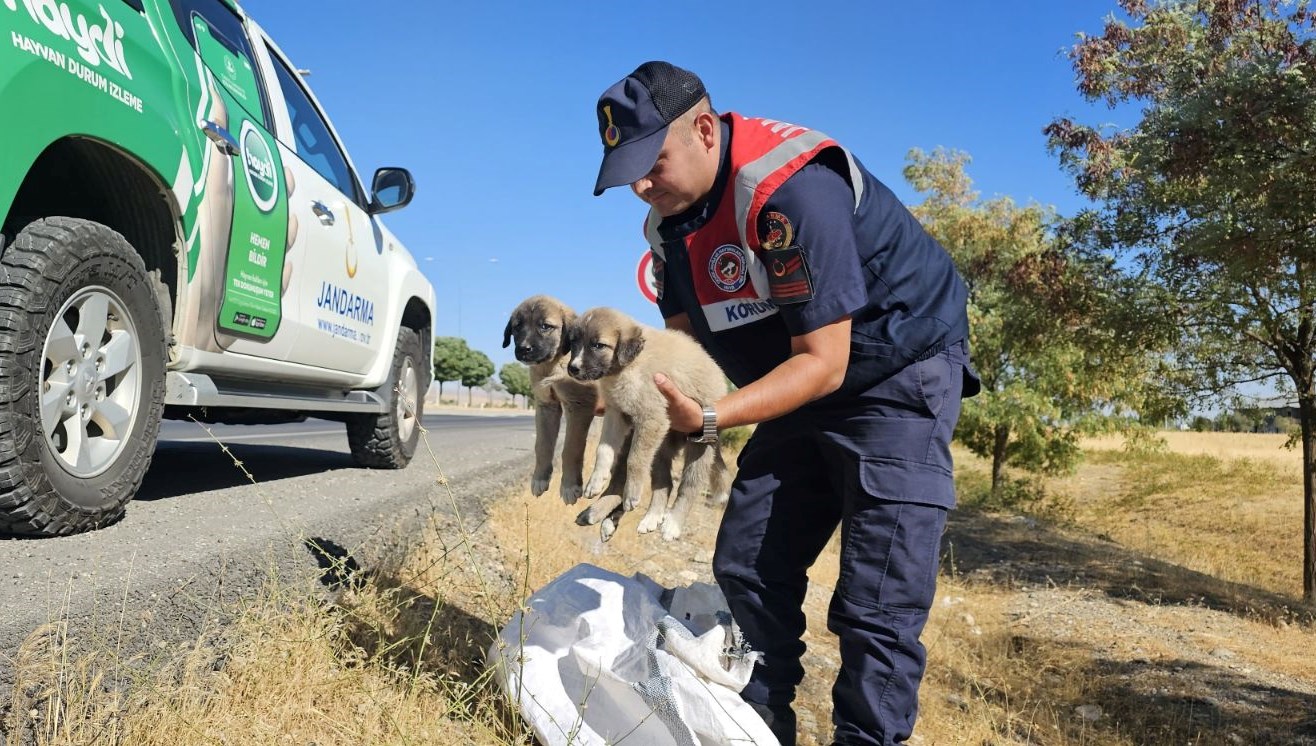 musta cuval icerisinde yavru kopekler bulundu u8DcZbMi