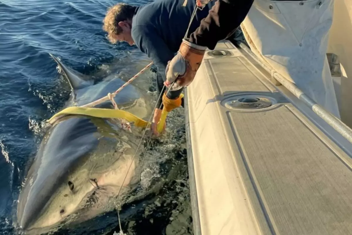 atlantikte yakalanan en buyuk beyaz kopekbaligi bilim dunyasini sasirtti BDnI93ir