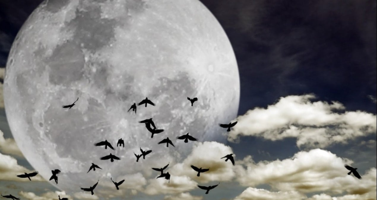 yuzlerce tur yok olmak uzere terk etmeye basladilar 3ZdIUxOd.jpg